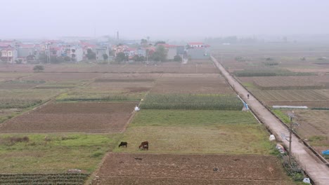 Drone-Shot-Granjero-Vietnamita-Paseos-En-Bicicleta-A-Lo-Largo-Del-Camino-De-Tierra-Vietnam-Aéreo