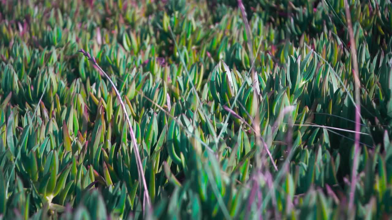 пляжные растения