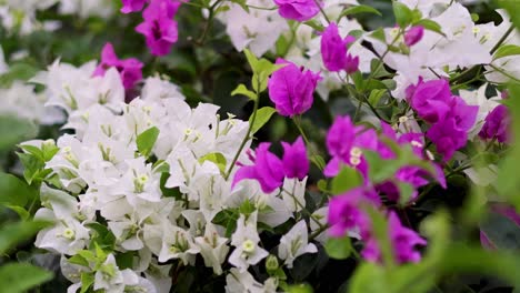 vibrant pink and white bougainvillea flowers in bloom