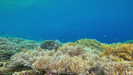 a vibrant underwater scene featuring a lush coral reef dominated by soft corals, including sarcophyton