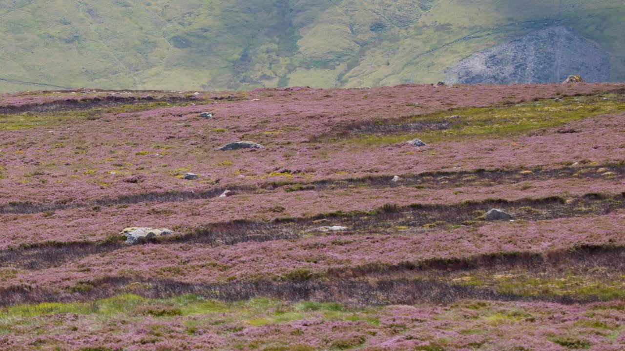 Camera slowly pans over blooming heather field, revealing distant hills under soft natural daylight