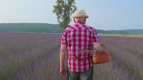 Älterer-Mann,-Großvater,-Bauer,-Der-Lavendelblüten-Auf-Einem-Korb-Im-Kräutergarten-Sammelt,-Öko-Bauernhof