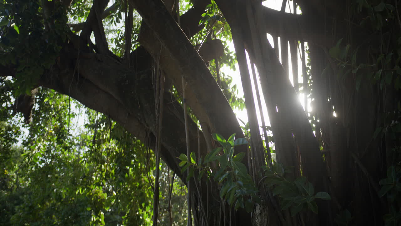 Stunning aerial and ground footage of Cabarete and Punta Cana beaches in the Dominican Republic. Turquoise waters, swaying palms, and white sand capture the essence of a Caribbean tropical paradise.