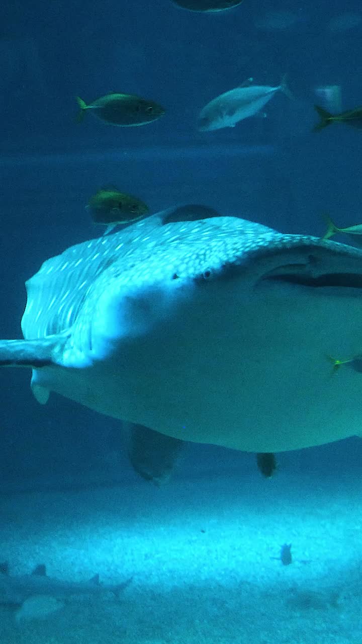 un gigante suave se desliza entre un grupo de peces