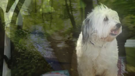 composite video of forest pathway against close up of a dog