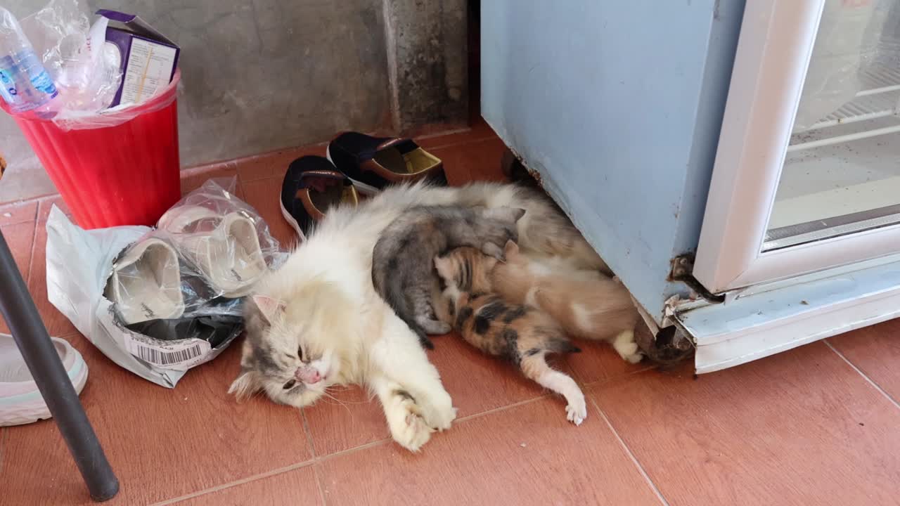 새끼 고양이가 고양이 엄마의 우유를 먹는다.