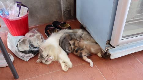 el gatito se alimenta con la leche de la madre gato.