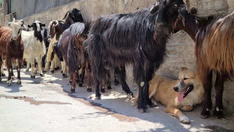 las cabras protegiendo al perro