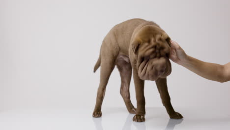 shar pei dog puppy lying down against white background