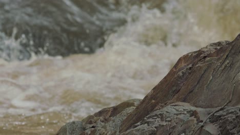 isolated water flowing in an amazon rainforest tributary to the river