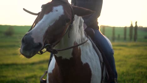 Horse-with-a-girl-on-top-moving-its-head-in-slow-motion-on-a-green-pasture