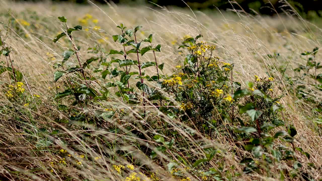 la hierba y las flores balanceándose en el viento