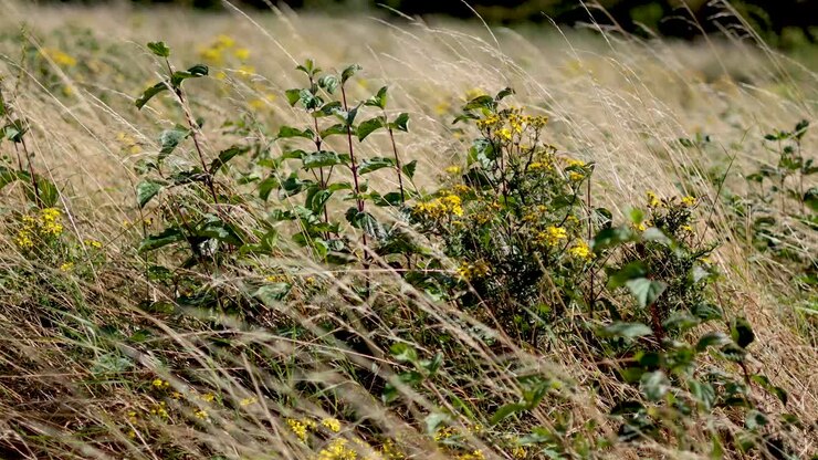 Grass and flowers swaying in the wind