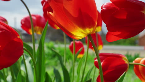 blooming tulip flowers growing in urban background aerial view. nature concept.