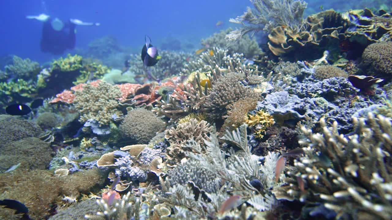 explora un arrecife de coral en komodo