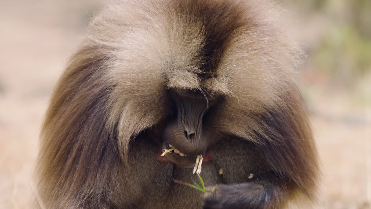 Close-up Portrait Of A Gelada Baboon In Simien Mountains National Park In Ethiopia