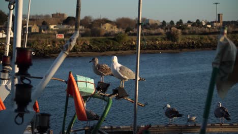 seagull on  top of the boat - 4k