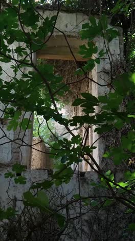 ruined building overgrown with plants