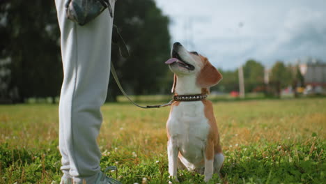 instructor standing on school field in sunny weather with beagle dog sitting attentively, leash in hand, lush green grass around, dog gazing up at instructor, school building visible in background