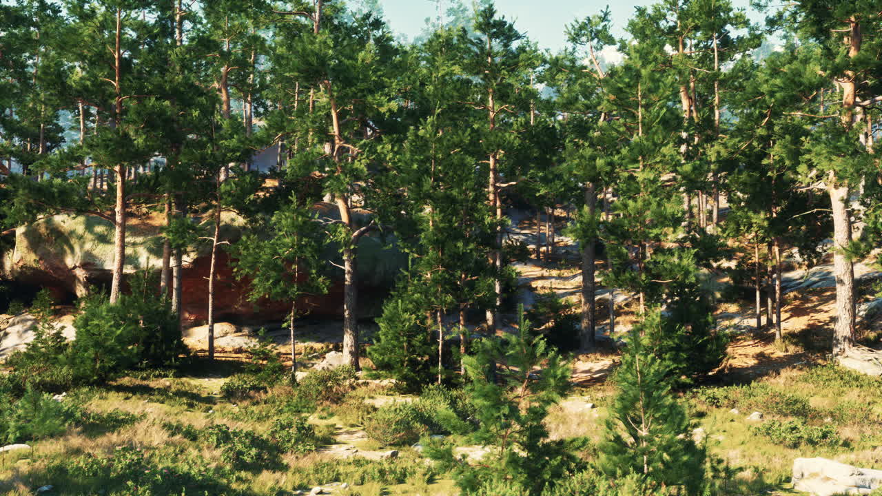 빛 이 비치는 소나무 숲 의 풍경