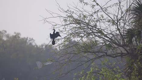 Alas-De-Cormorán-Tomando-Sol-En-La-Rama-De-Un-árbol