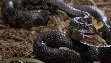 serpiente rata negra termina de comer una rata encontrada en el suelo del bosque la empuja hacia abajo para digerirla