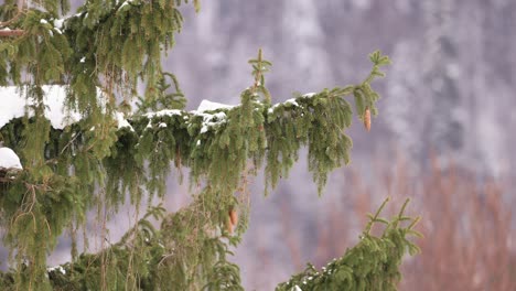 snow-laden conifer trees in winter mountain. selective focus