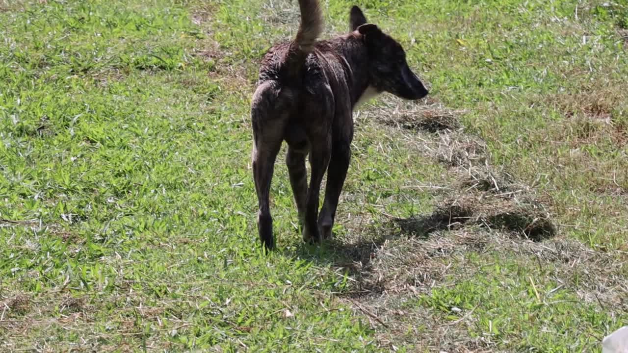 A dog investigates a grassy area with a plastic bag in view, showing curiosity and movement.