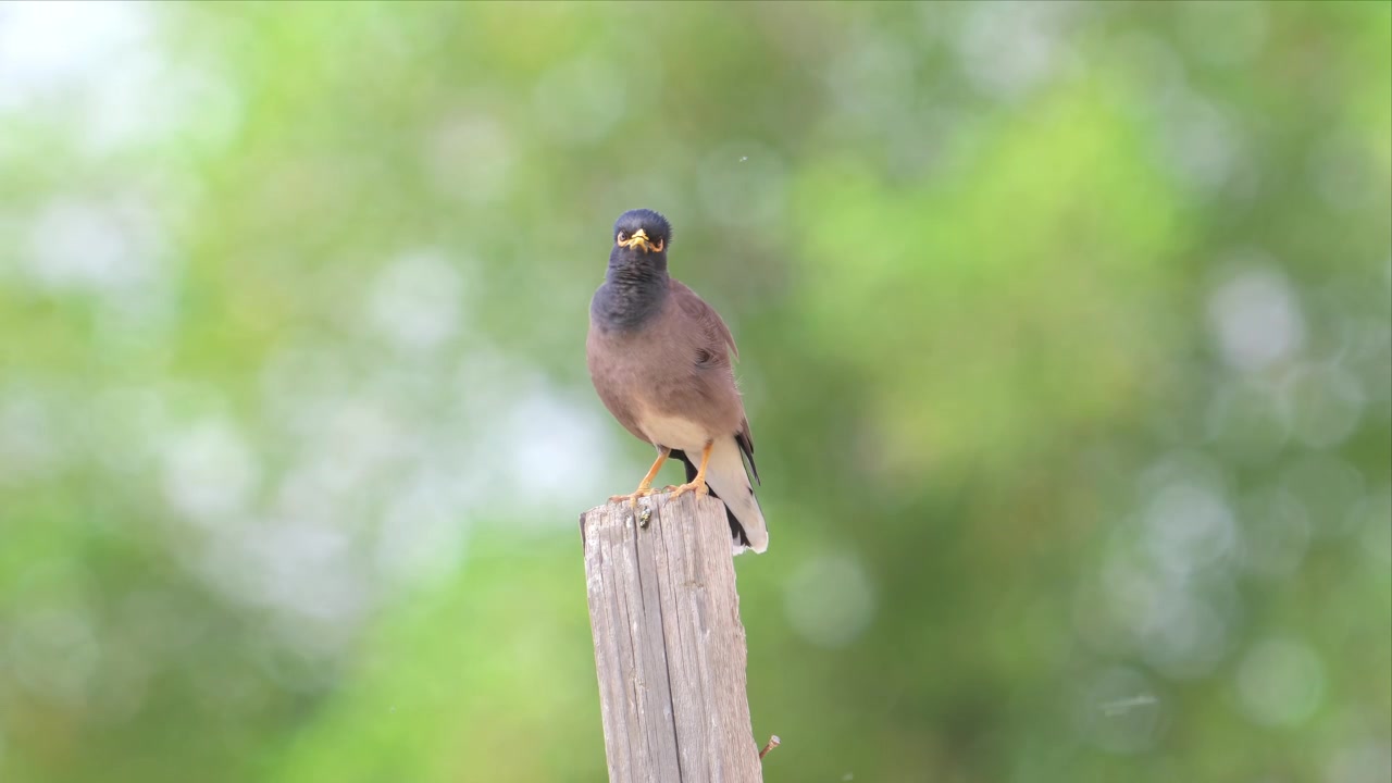 Un maina comune si liscia le sue piume marroni lucide mentre è appollaiato su un palo di legno stagionato su uno sfondo verde tenue, ripreso in 4K cristallino