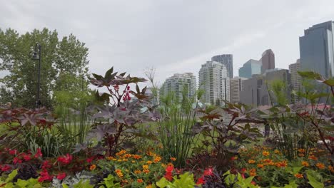 flores en la ciudad cerca de las montañas rocosas estáticas kananaskis alberta canadá