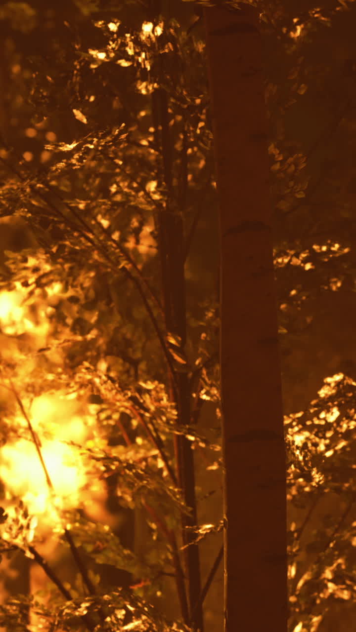 Forest fire raging through a wooded area during the evening hours