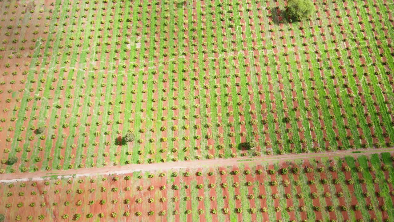 tecnología de agricultura inteligente: vista aérea de drones de una granja de aguacate en kenia