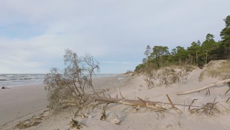 aerial establishing view of baltic sea coast, sunny day, white sand seashore dunes damaged by waves, pine tree forest, coastal erosion, climate changes, wide drone shot moving forward low