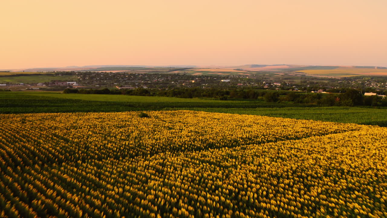 tierras de cultivo de girasol al atardecer, vista aérea de vastas tierras agrícolas doradas en la región rural durante la temporada de verano
