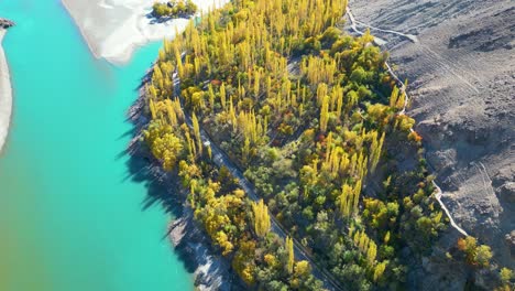 High-angle-aerial-shot-of-yellow-spring-trees-beside-turquoise-water-lake-in-Skardu-Valley-in-Pakistan