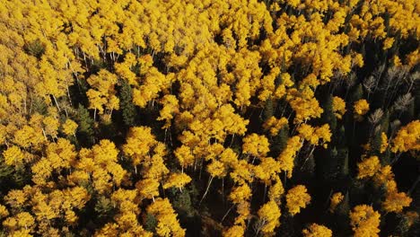 aerial view of golden aspen trees