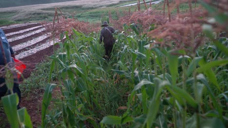 Camera-moving-down-rows-of-corn-with-farmer-picking-corn-in-the-distance