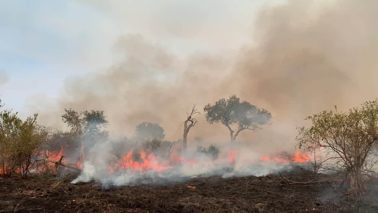 Incendio Boschivo che Divampa nella Savana Africana