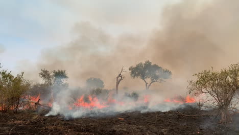 wildfire burning through african savanna