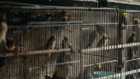 Pájaro-Dentro-De-Una-Jaula-Vendida-En-El-Mercado-Tradicional-De-Aves-Animales-En-Indonesia