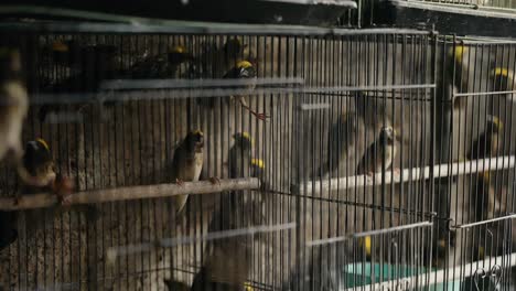 bird inside a cage sold in traditional animal birds market in indonesia