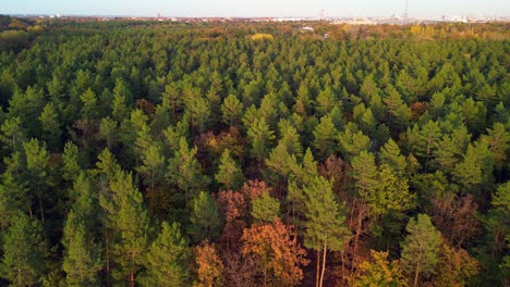 el bosque de coníferas se ilumina durante la hora dorada