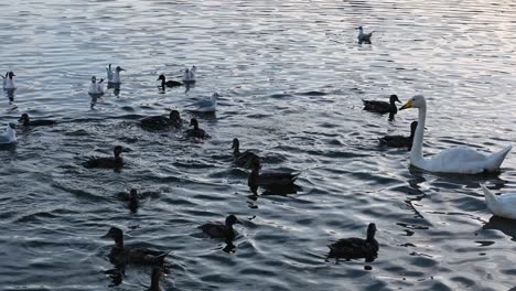 Patos-Y-Cisnes-En-El-Parque-Hljomskala