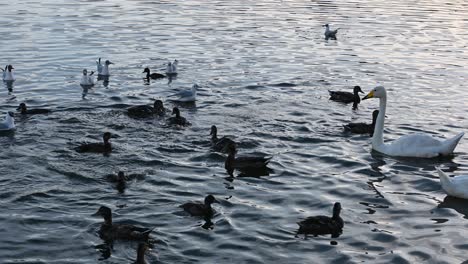 patos y cisnes en el parque de hljomskala