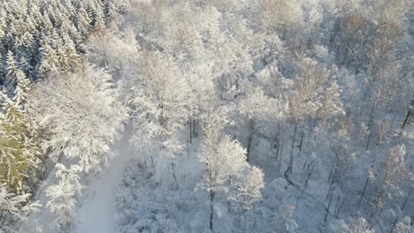 Aerial-view-over-a-beautiful-snowy-forest-on-a-sunny-day-in-Karlskrona,-south-of-Sweden-with-lots-of-trees-and-pinewood