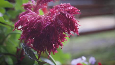 red flower blowing in the wind