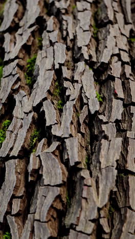 close-up of cracked tree bark with moss