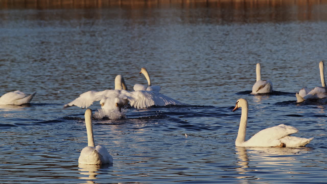 Peaceful slow-motion shot of swans floating on the water as morning light breaks
