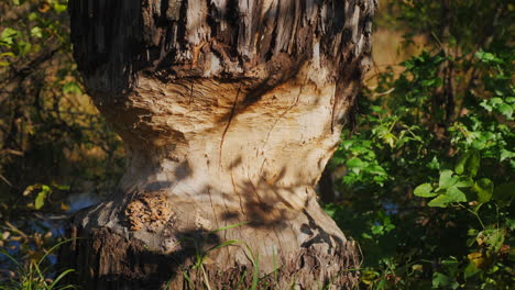 el tronco del árbol dañado por el castor del río. un castor masticó un árbol para construir una presa