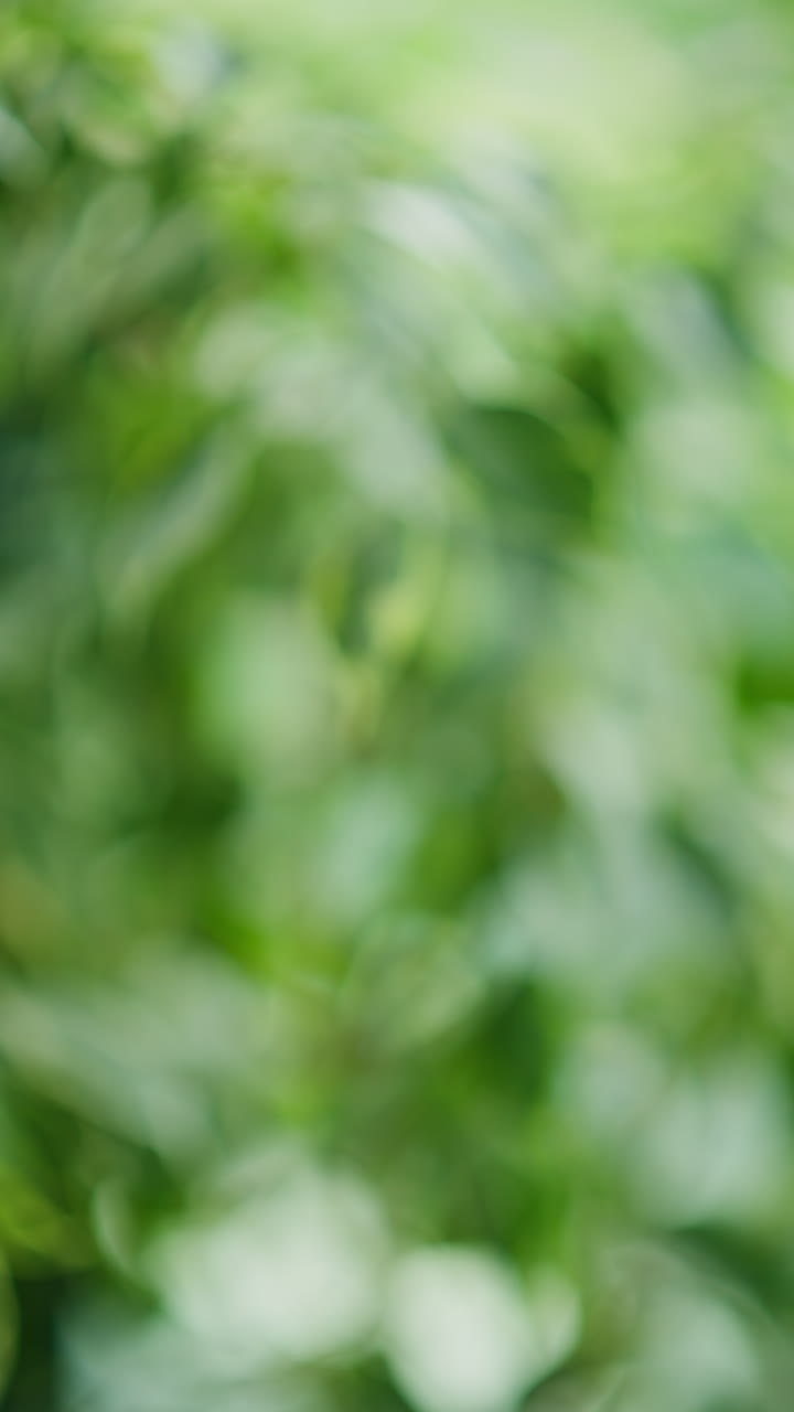 Close up of weeping fig plant. Vertical